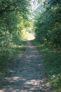Path in Woods toward Light